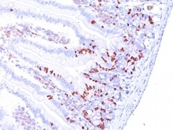 Bromodeoxyuridine/BrdU Antibody (85-2C8), Novus Biologicals 0.2mg; Unlabeled:Antibodies,